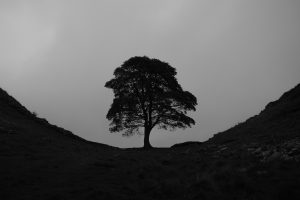 black bare tree on black hill
